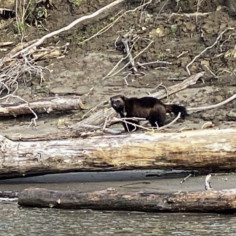 A wolverine was sighted by two people who were fishing on the Columbia River near Portland, Ore., on the morning of March 20, 2023.