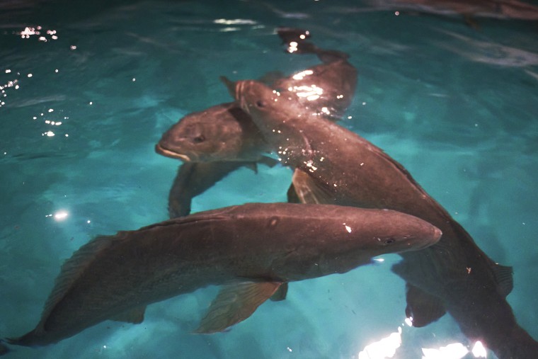 Male totoaba breeders in a tank at the Earth Ocean Farms hatchery in La Paz, Mexico