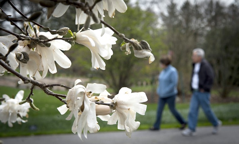 People stroll past a blooming tree at Clark Botanic Garden in Albertson, N.Y.