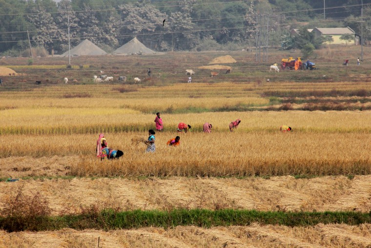 Local daily wage laborers and farmers work in agricultural paddy fields in Bhubaneswar, Odisha