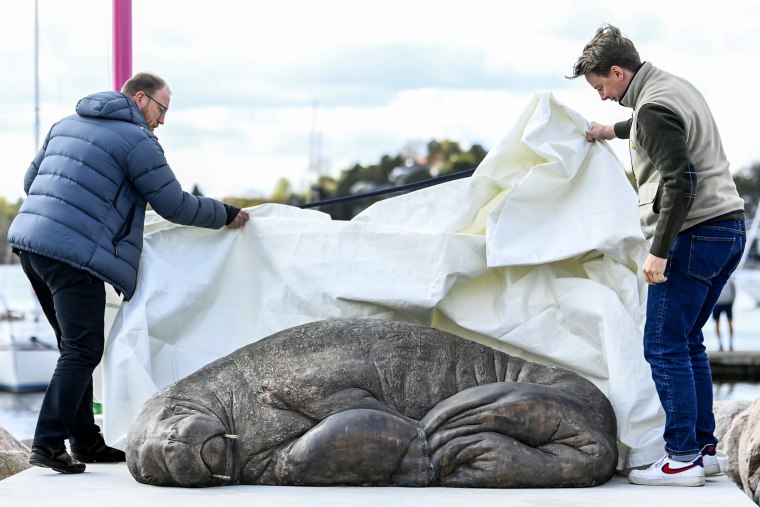A sculpture of the walrus 'Freya' is unveiled in Oslo, Norway, on April 29, 2023.