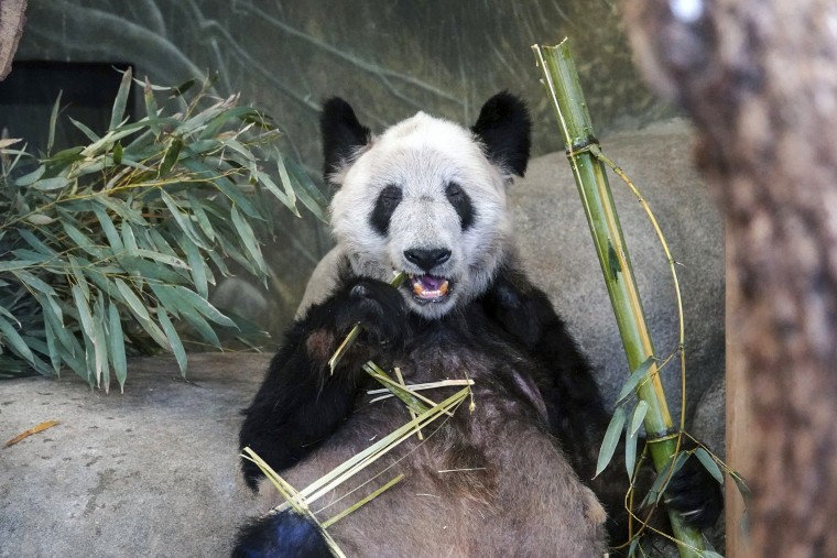 Ya Ya eats bamboo at the Memphis Zoo in Memphis, Tenn., on April 8, 2023.