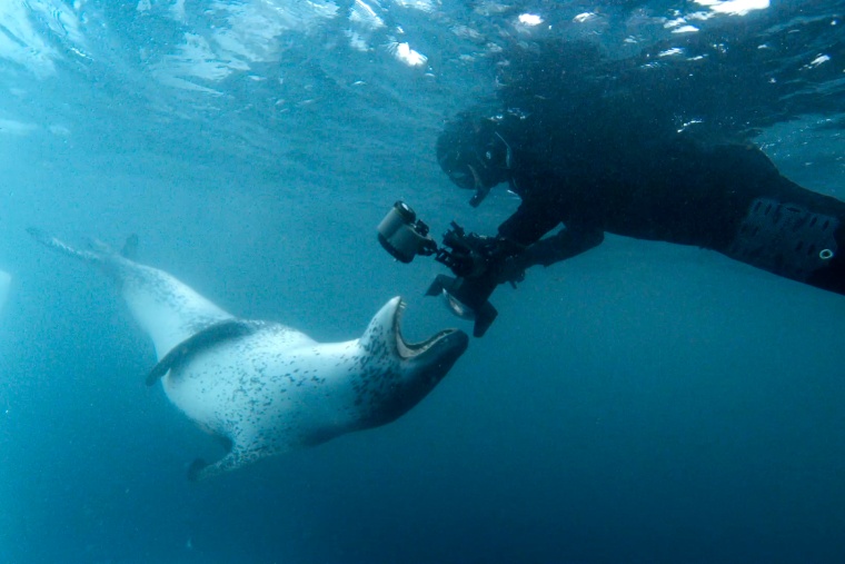 hermosas criaturas submarinas