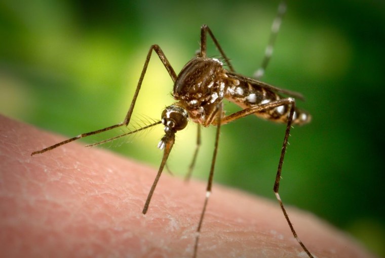 Una mirada de cerca al mosquito tipo Aedes aegypti en proceso de picar el brazo de alguien