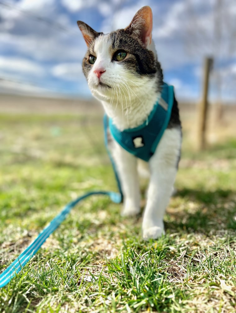 While it’s easier to teach a cat to walk comfortably on a leash when they’re young, Marvin, who is around 17 years old, learned as a senior.