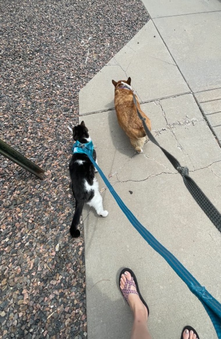 Marvin enjoys a stroll with his canine pal, Willow. 