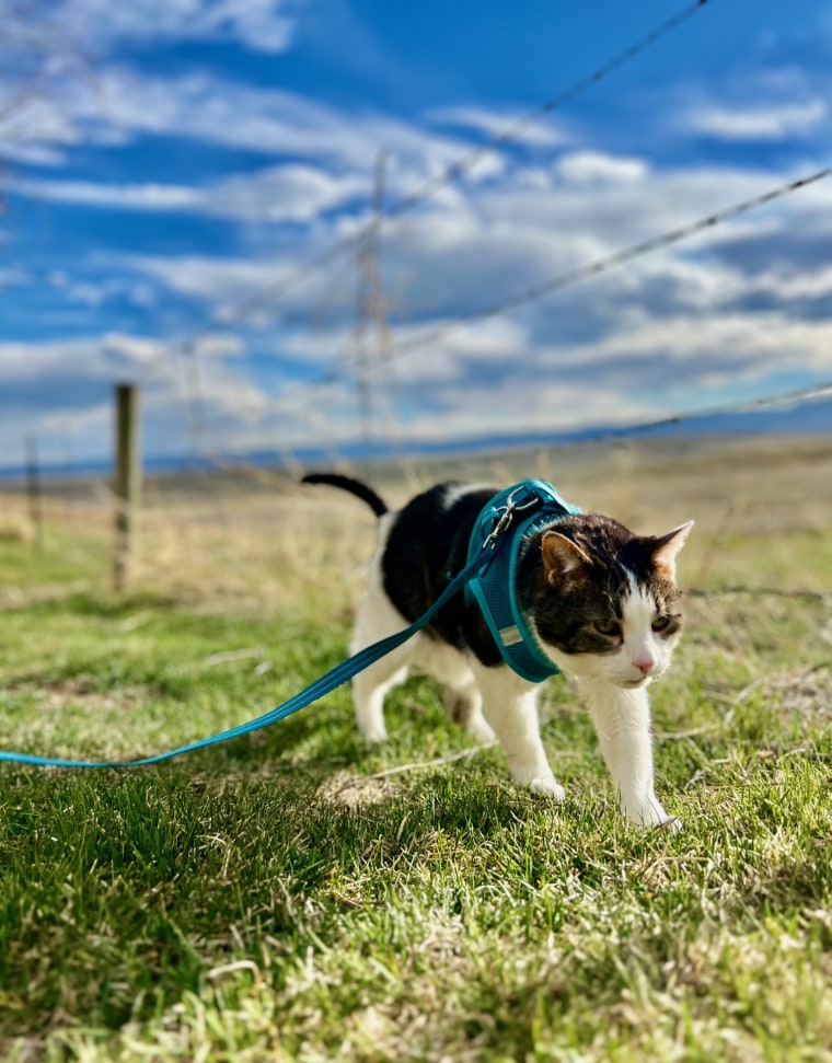 Marvin enjoys the little things in life, like walks outside with his favorite person. 