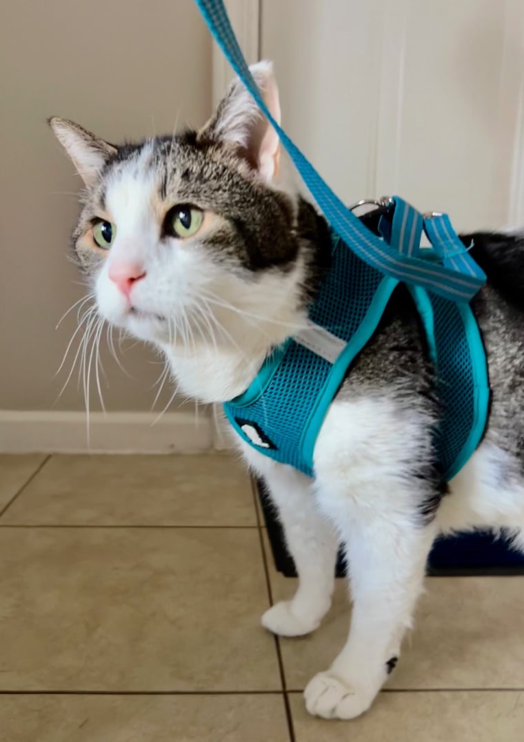 Sarah Benson let her cat Marvin get comfortable in his harness before taking him outside their apartment in Broomfield, Colorado.