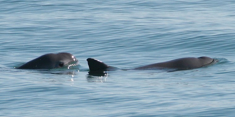 Dos ejemplares de vaquita marina en el Mar de Cortés.