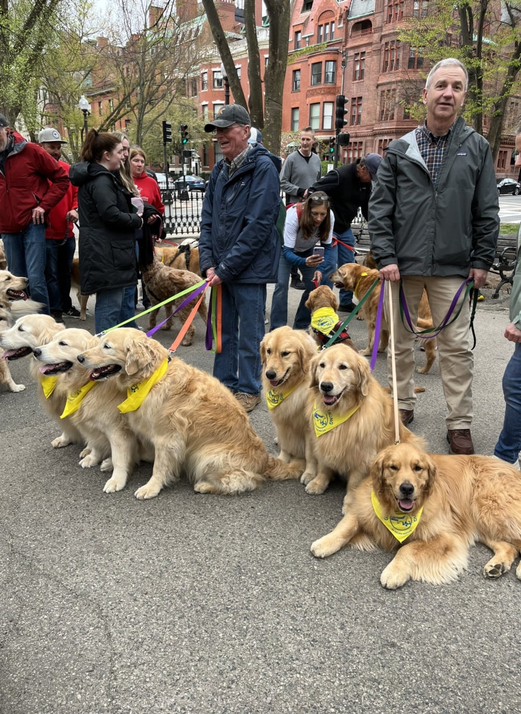 Why over 100 golden retrievers gathered to cross the Boston Marathon