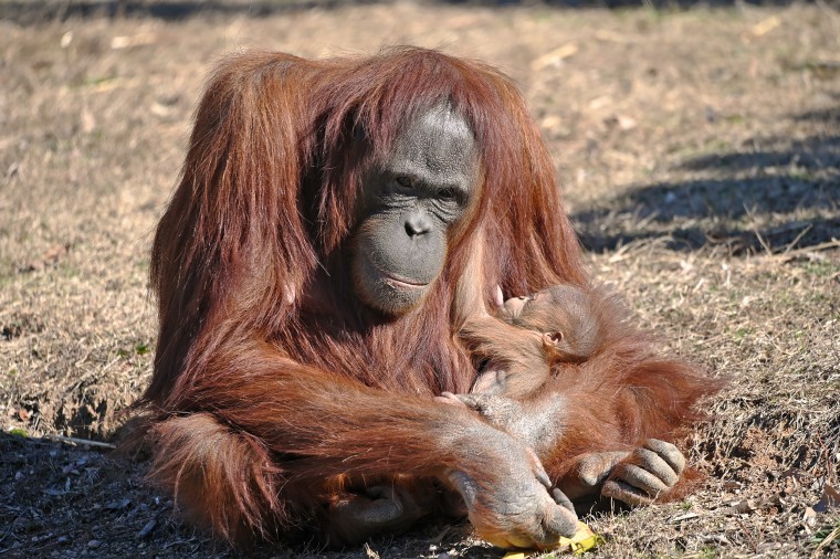 Zoe the orangutan learned how to nurse her baby by watching a human.