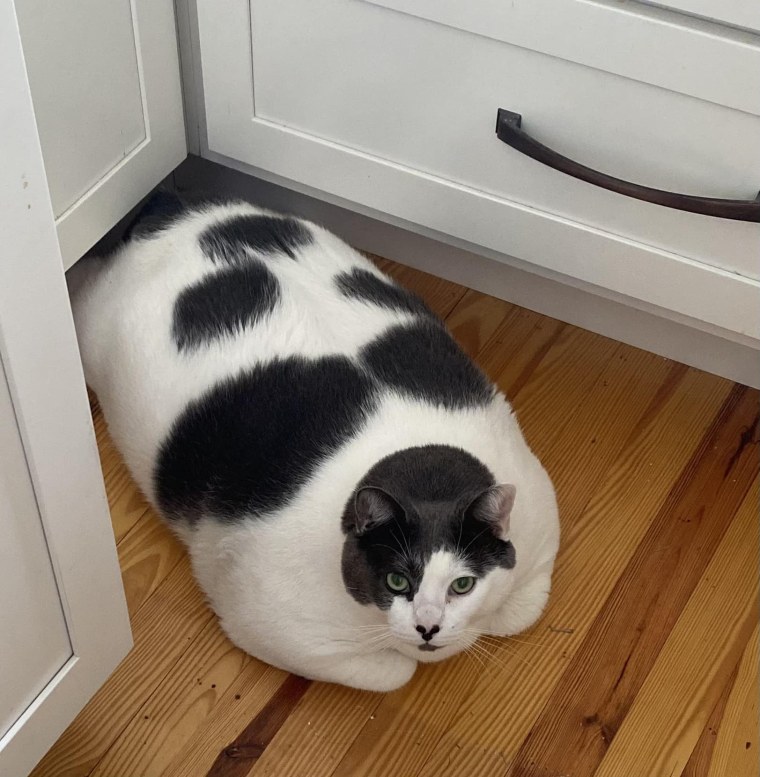 Patches, 40-pound cat