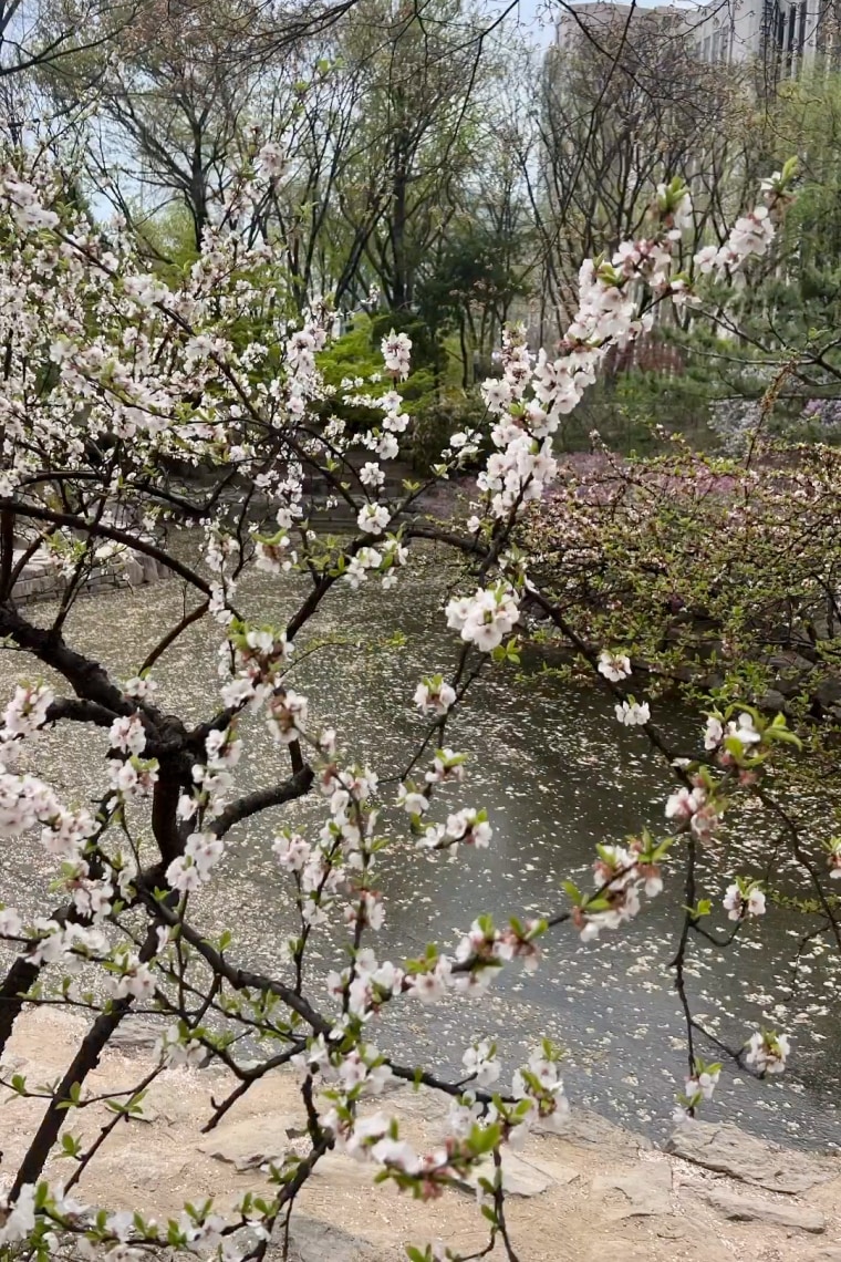 One of the trip's many highlights, said Joanna Gaines, was seeing Seoul's famous cherry blossom trees.