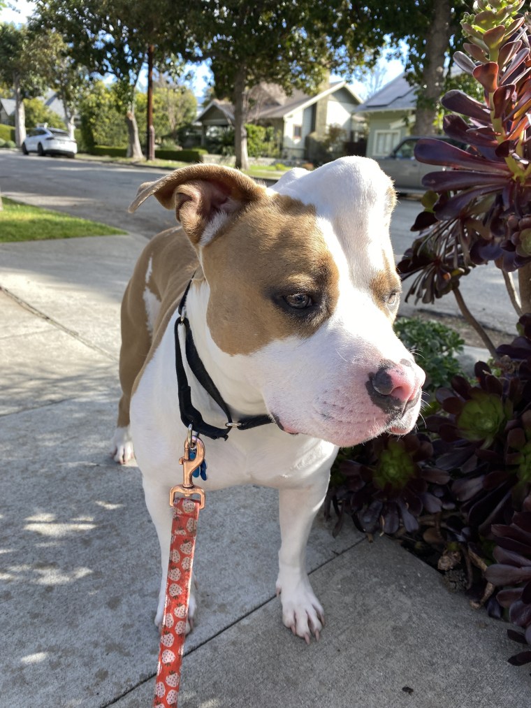 Strawberry is known as "the unicorn dog."