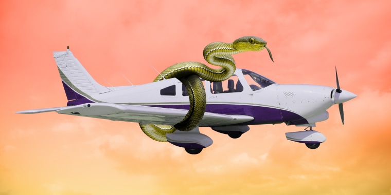 Photo illustration: A snake wrapped around an airplane.