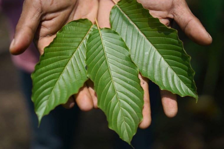 Image: Kratom

Kratom leaves are displayed for a photograph in Pontianak, West Kalimantan, Indonesia, on Saturday, May 5, 2018. Kratom, a coffee-like evergreen that Southeast Asian farmers have long chewed to relieve pain, is one of the hottest local commodities thanks to the opioid epidemic in the U.S.