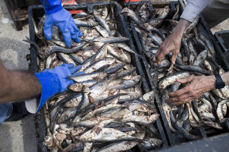 Herring is packed into crates in Deer Isle, Maine, on July 2, 2019.