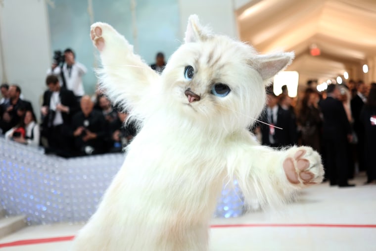 Image: Guess who? It's Choupette, Karl Lagerfeld's cat!