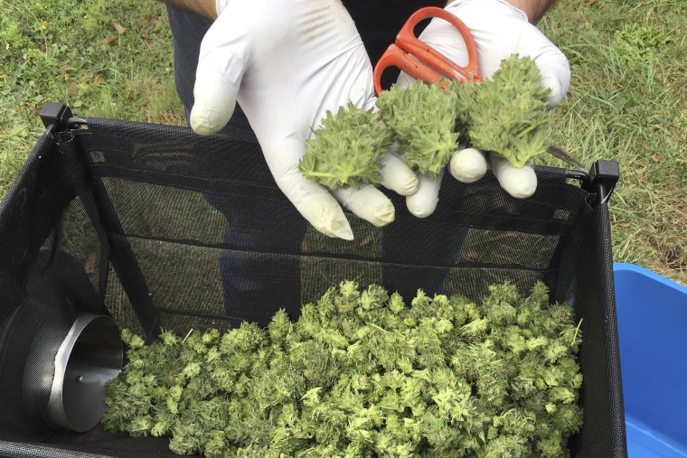 FILE - A marijuana harvester examines buds going through a trimming machine near Corvallis, Ore., on Sept. 30, 2016. Oregon Secretary of State Shemia Fagan announced her resignation on Tuesday, May 2, 2023, amid sharp criticism from both Republicans and Democrats for having moonlighted as a highly-paid consultant to a marijuana business. Fagan, a Democrat, apologized on Monday, May 1, 2023, for working for the marijuana company, which has a record of unpaid bills and taxes, but indicated she intended to serve the remaining two years of her term.