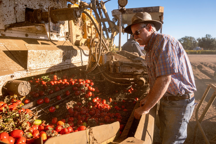 A tomato crop as supply is reduced by drought