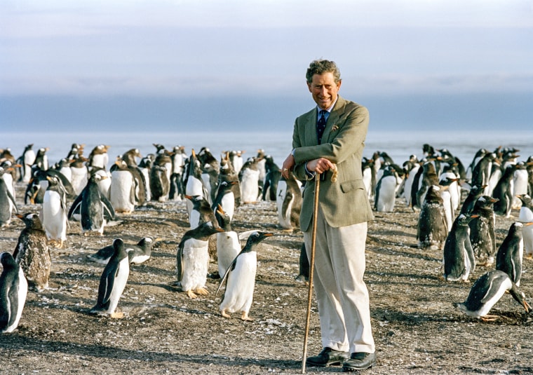 Prince Charles watches the Gentoo penguins during his visit to Sea Lion Island in the Falkland Isle on March 14, 1999.