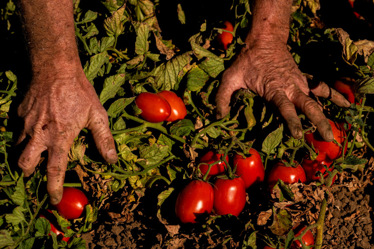 Image: A farmer inspects tomatoes on their vines in the dirt in Winters, Calif., in 2022.