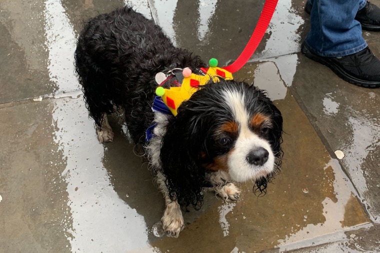 King Charles spaniels are soaked by heavy rain during a party to celerate the coronation of King Charles along the King's road in Chelsea, London on May 6, 2023.