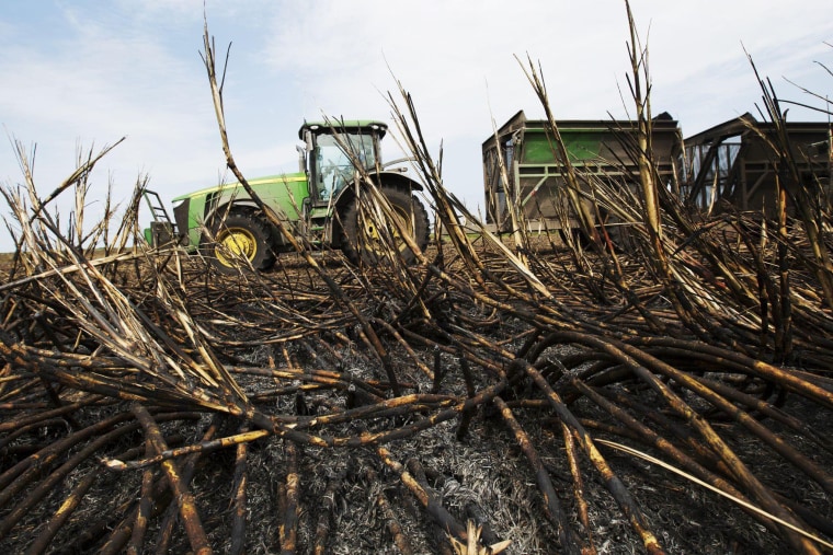 Burned sugar cane is harvested in Clewiston, Fla., in 2015. 