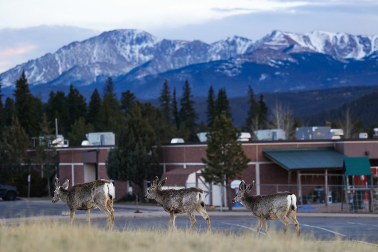 A small herd of deer walk past Gateway Elementary School on April 12, 2023 in Woodland Park, Colo.