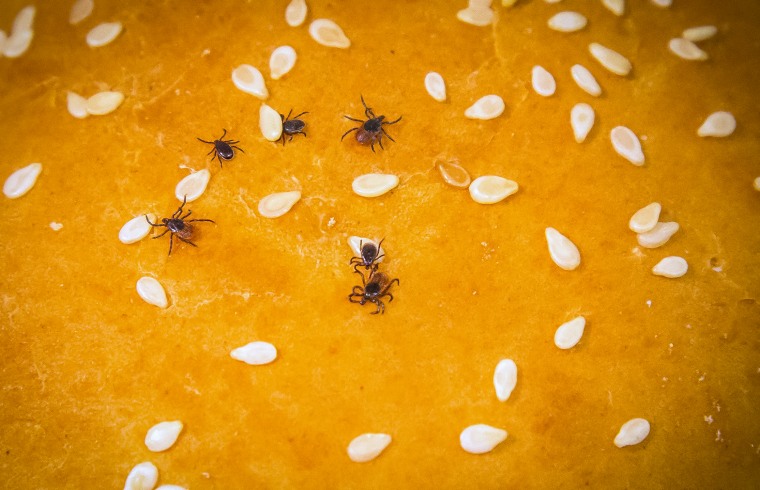 Male and female adult blacklegged ticks, Ixodes scapularis, on a sesame seed bun to demonstrate relative size.