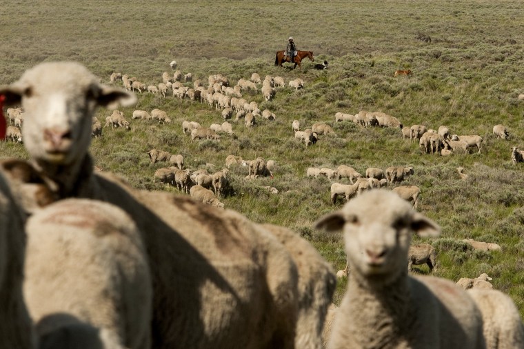 A sheep herder herds sheep on federal land near Atomic City, Idaho, on May 21, 2014.