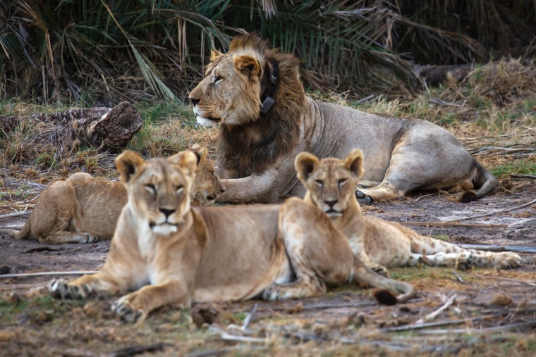 Herders in Kenya kill 10 lions, including Loonkiito, one of the country’s oldest
