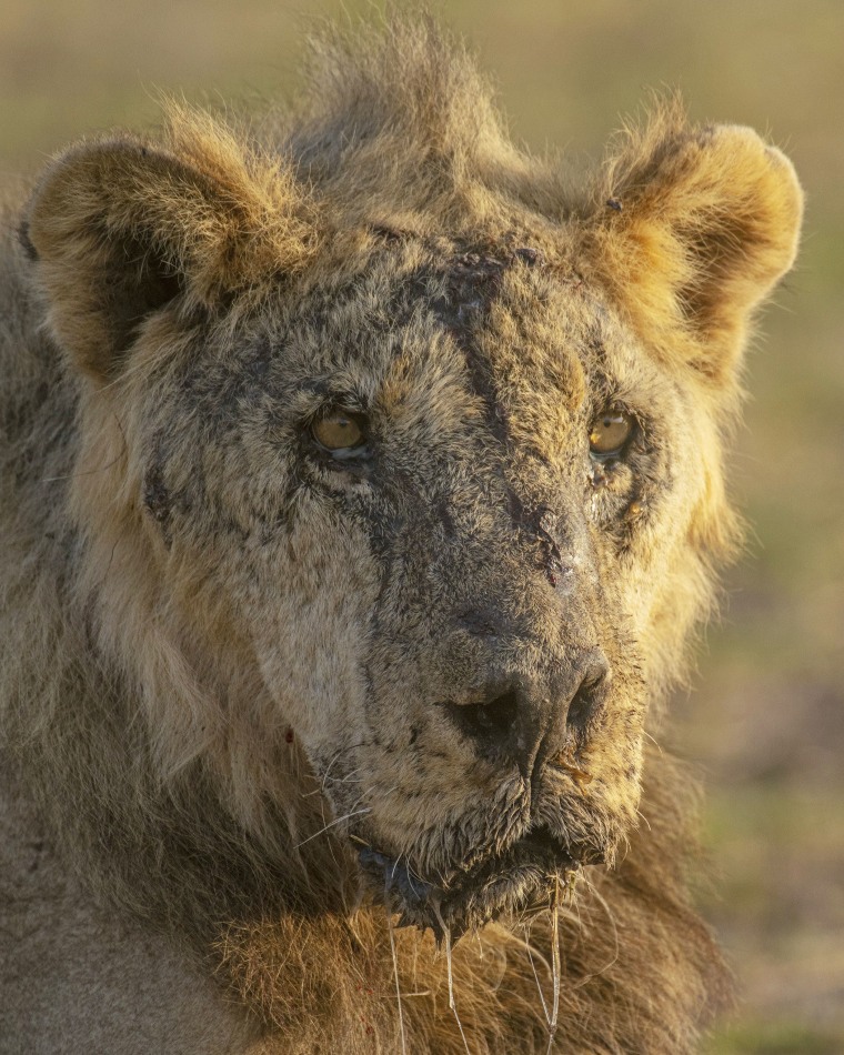 Herders in Kenya kill 10 lions, including Loonkiito, one of the country’s oldest 