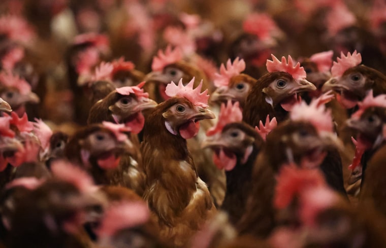 Chickens are kept indoors due to Avian Flu in Lancashire, England, on Feb. 23, 2023. 