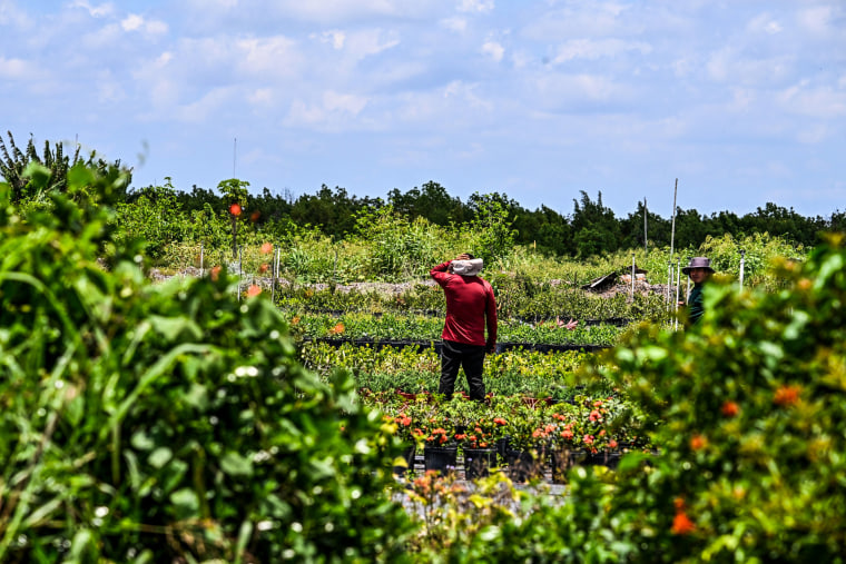 A migrant worker on a farm in Homestead, Fla., on May 11, 2023.