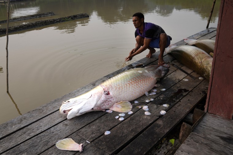 Fisherman Marco Aurelio Canuto Viana processes a pirarucu fish at a lake in the Medio Jurua