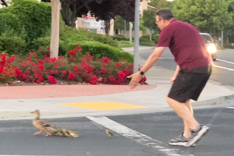 41-year-old Casey Rivara helps a family of ducks cross a road in Rocklin, Calif.  on Thursday. May 18, 2023.