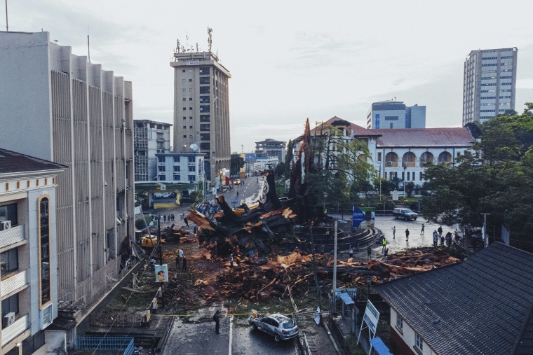 A bulldozer clears the fallen Cotton Tree in downtown Freetown on Thursday.