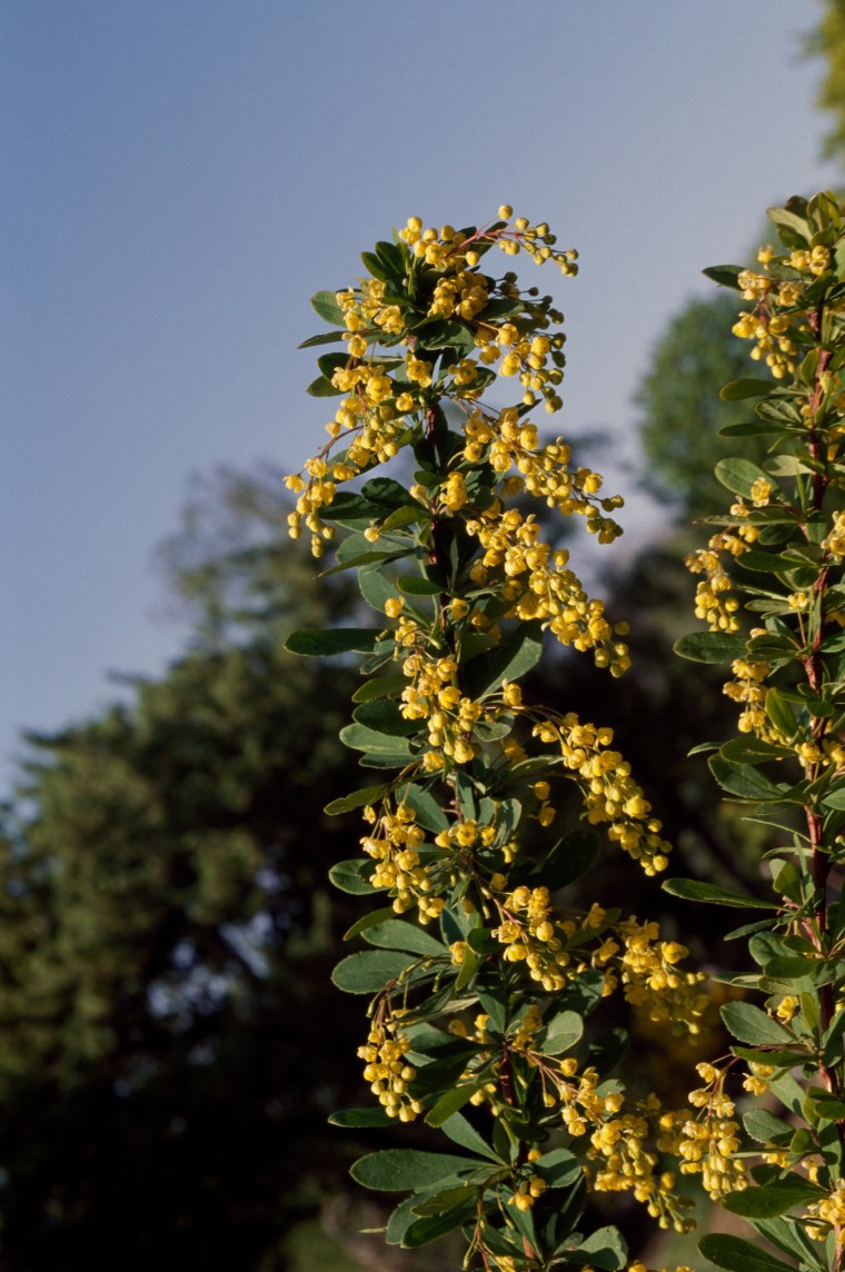 Chinese Barberry, Berberidaceae