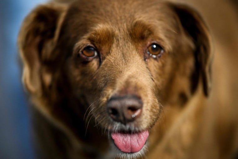 Bobi, el perro portugués de 30 años que ha sido declarado el más viejo del mundo por Guinness World Records, en su casa en el pueblo de Conqueiros, Portugal.