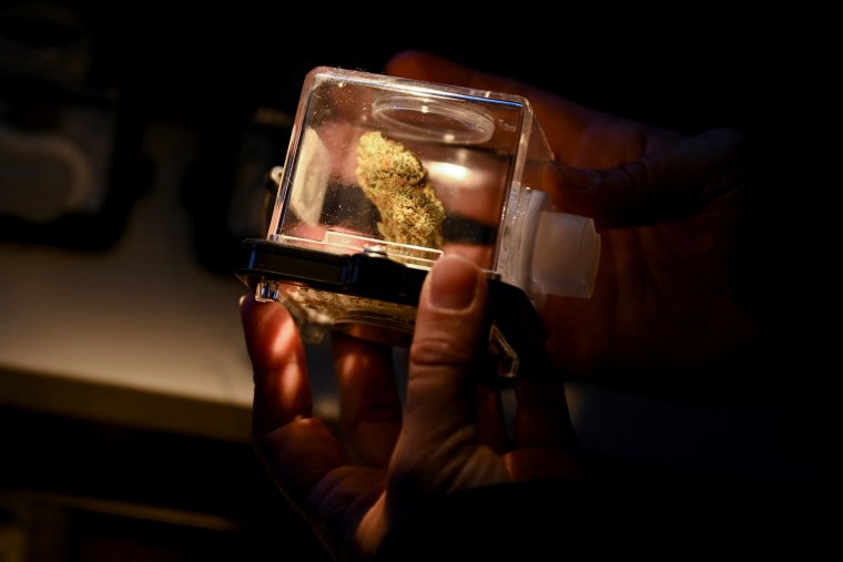 Una persona mira una flor de cannabis en un lugar de venta legal en  Los Angeles, California. 
