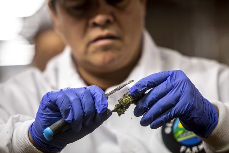 Un trabajador corta flores de cannabis en las instalaciones de corte de Glass House Brands cerca de Camarillo, California, el viernes 19 de agosto de 2022.