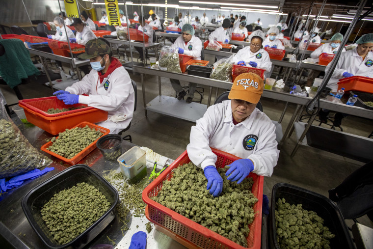 Trabajadores cortan flores de cannabis en las instalaciones de Glass House Brands cerca de Camarillo, California, agosto de 2022. Se espera que la instalación de 5.5 millones de pies cuadrados se convierta en la más grande del mundo para cultivar cannabis una vez se haya convertido de su uso original como granja de tomates.