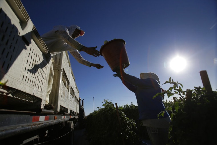 Trabajadores agrícolas cargan tomates en Naples, Florida.
