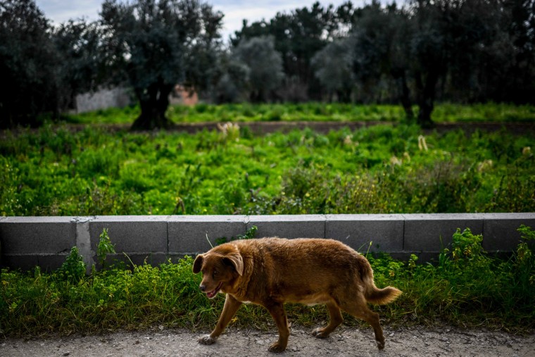 The World’s Oldest Dog is Turning 31. Here’s What The Owner Says Helped