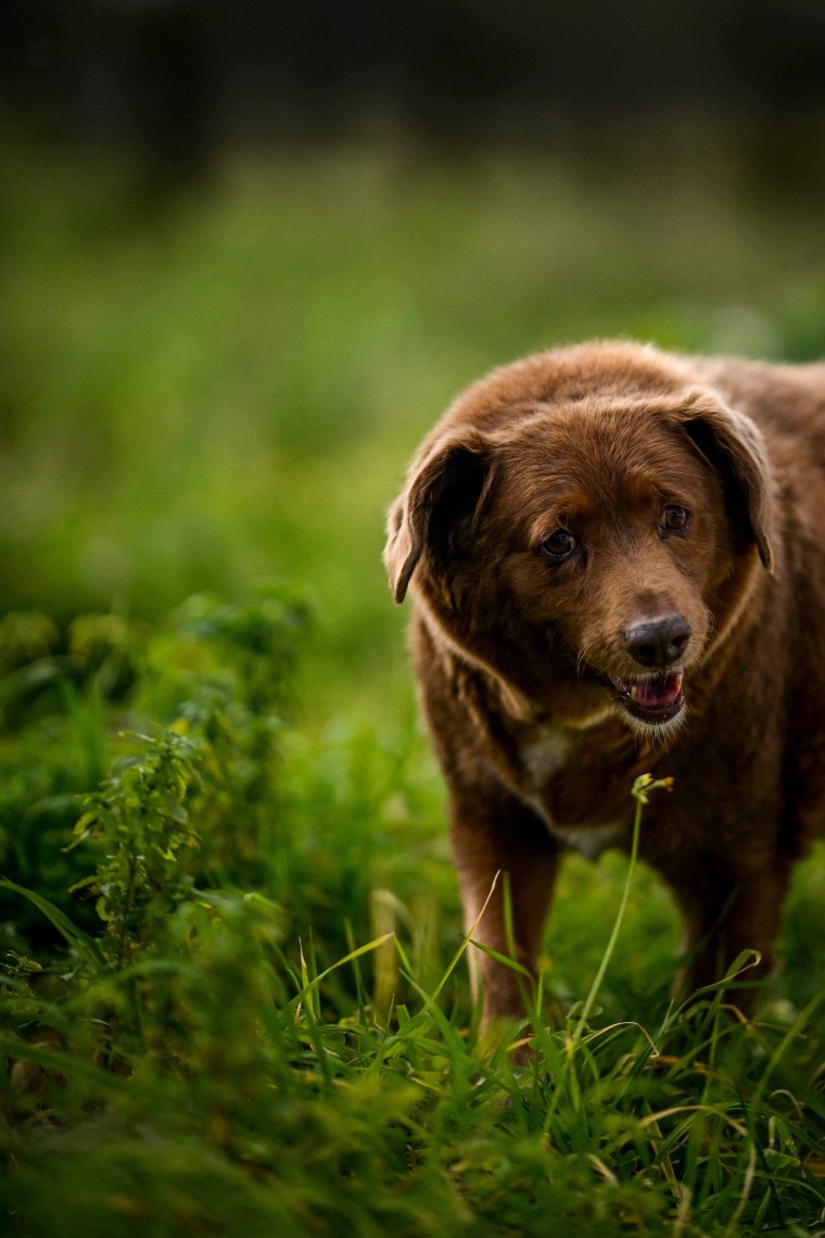 The World S Oldest Dog Is Turning 31 Here S What The Owner Says Helped   Bobi Worlds Oldest Dog 2 Jp 230512 E5afe7 