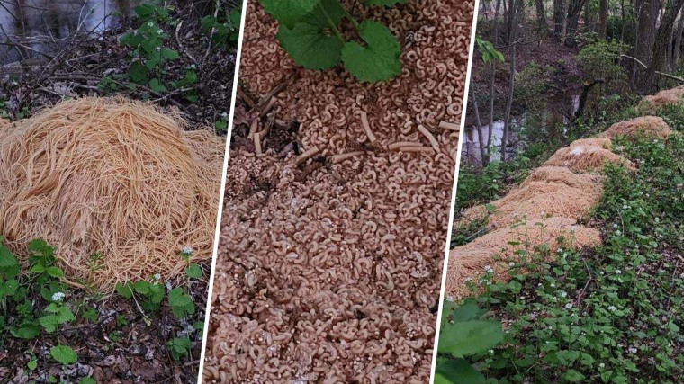 Hundreds of Pounds of Pasta Were Dumped in New Jersey Woods