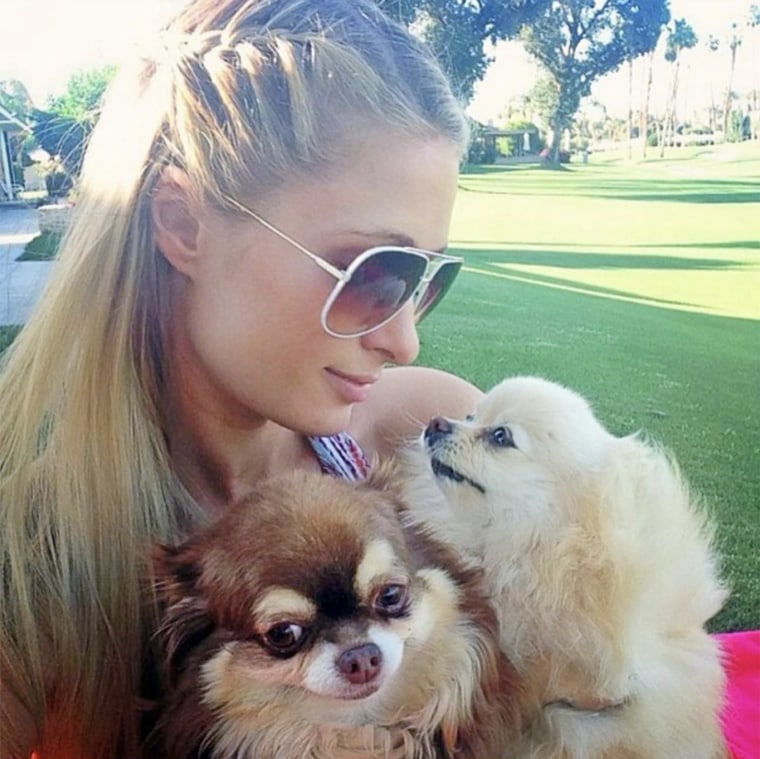 Paris Hilton remembered her 23-year-old Chihuahua, Harajuku B----, in a heartfelt tribute.