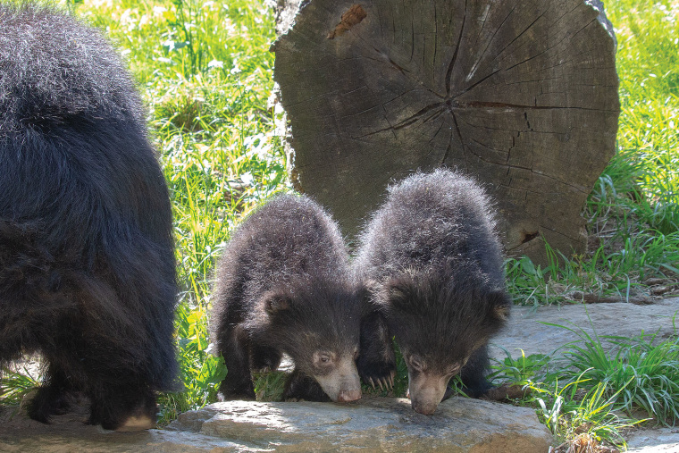 Sloth Bear Cubs at Philadelphia Zoo
