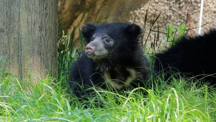 Sloth bear cub at Philadelphia Zoee